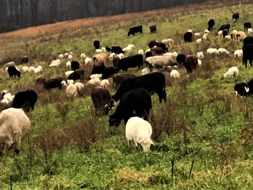 The Evolution of a Multi-Species Grazing Operation