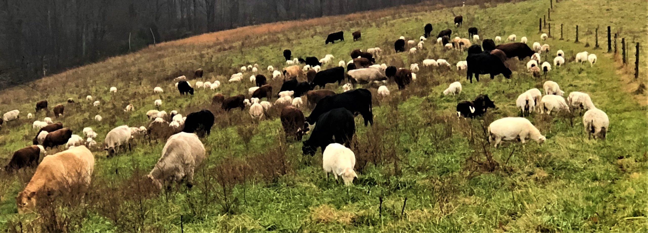 The Evolution of a Multi-Species Grazing Operation