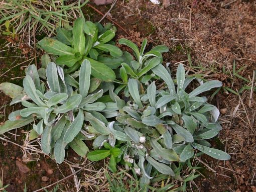 Indicator Plants