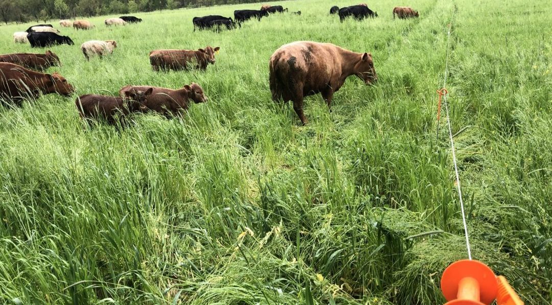 Reasons for Rotational Grazing
