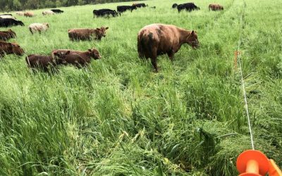 Reasons for Rotational Grazing