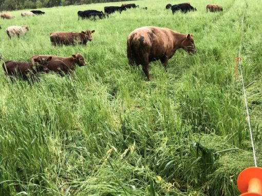 Reasons for Rotational Grazing