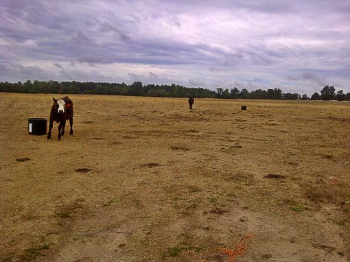 Dealing With Drought