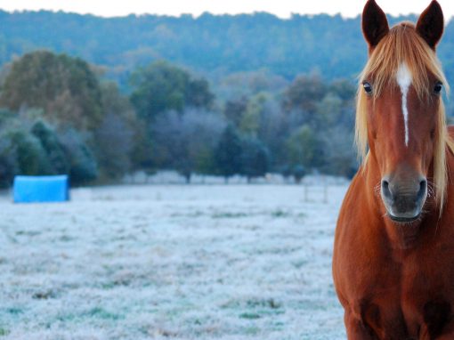 Managing Pastures for Horses and Mud