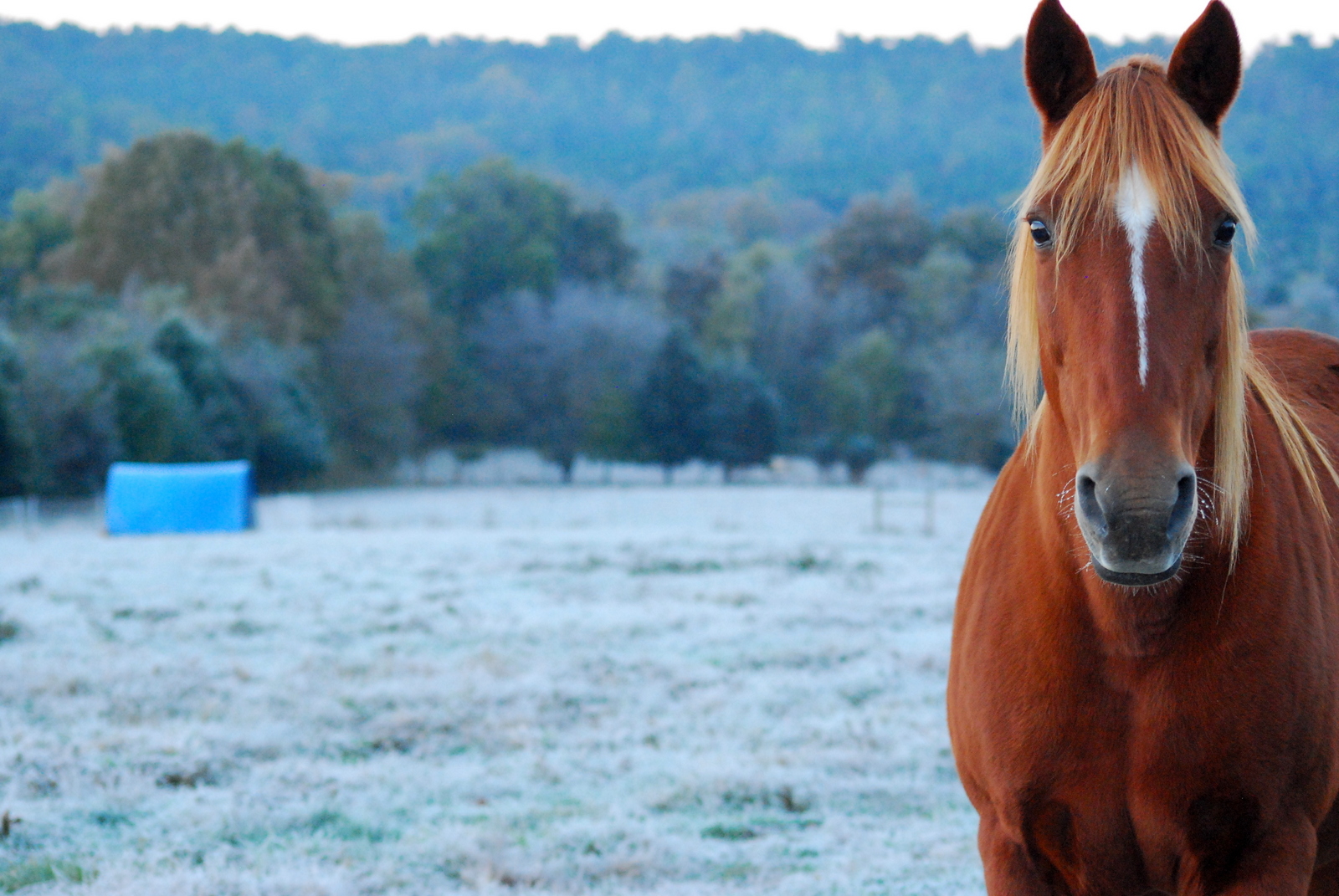 Managing Pastures for Horses and Mud