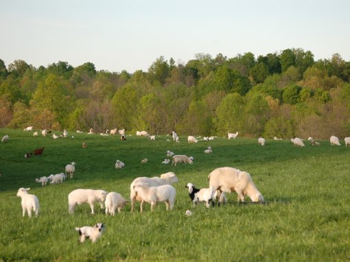 Monthly Grazing and Browse Management for Sheep and Goat