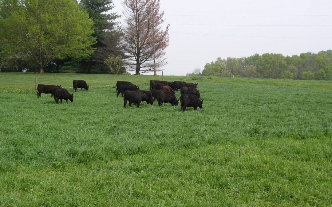 Monthly Grazing Management for Cattle