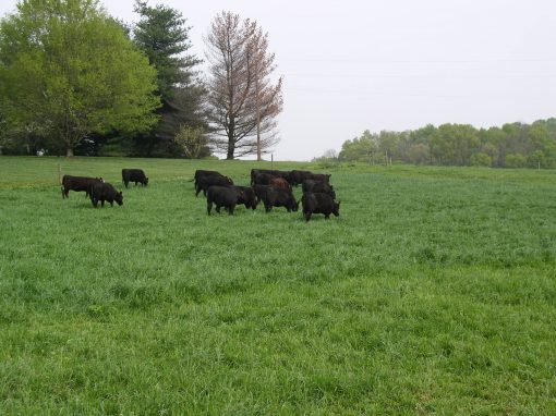 Monthly Grazing Management for Cattle