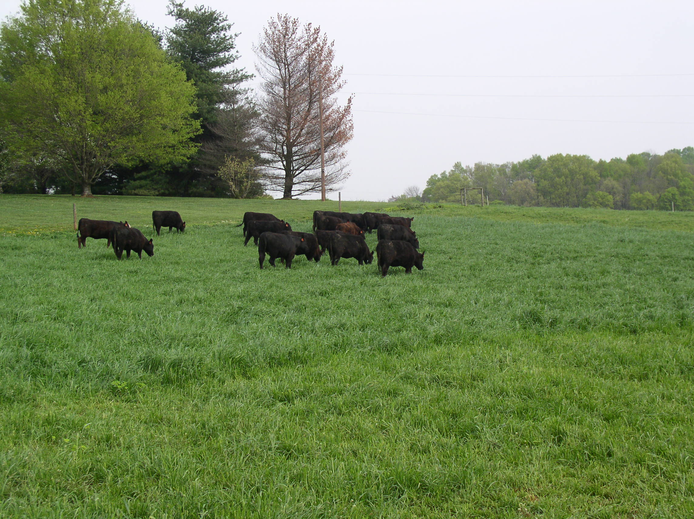Monthly Grazing Management for Cattle