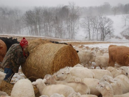 Timely Tips – January – Forage