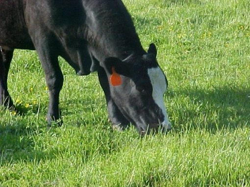 Alternatives to Help Stretch Forage Supplies