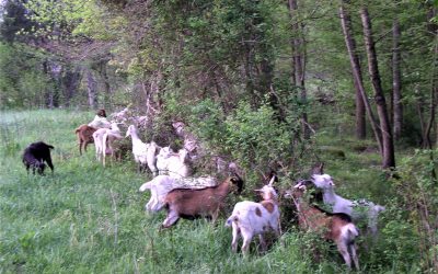 Monthly Browse Management For Goats