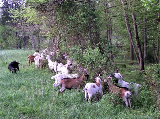 Monthly Browse Management For Goats