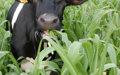 Grazing Annual Cover Crops
