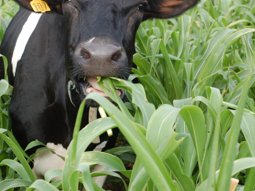 Grazing Annual Cover Crops
