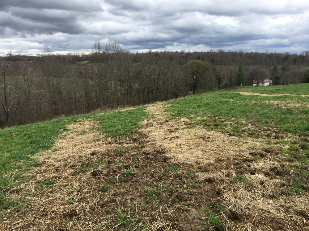 Fertilizing and Nutrient Cycling in Pastures