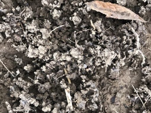 Frost Seeding Legumes
