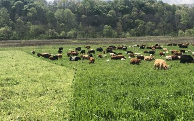 June 2021 Timely Tips – Adaptive Grazing Management