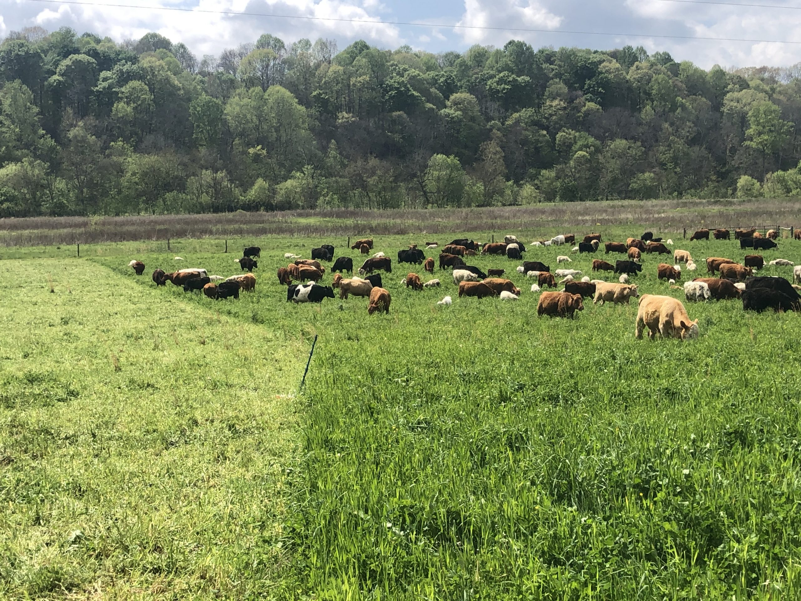 June 2021 Timely Tips – Adaptive Grazing Management