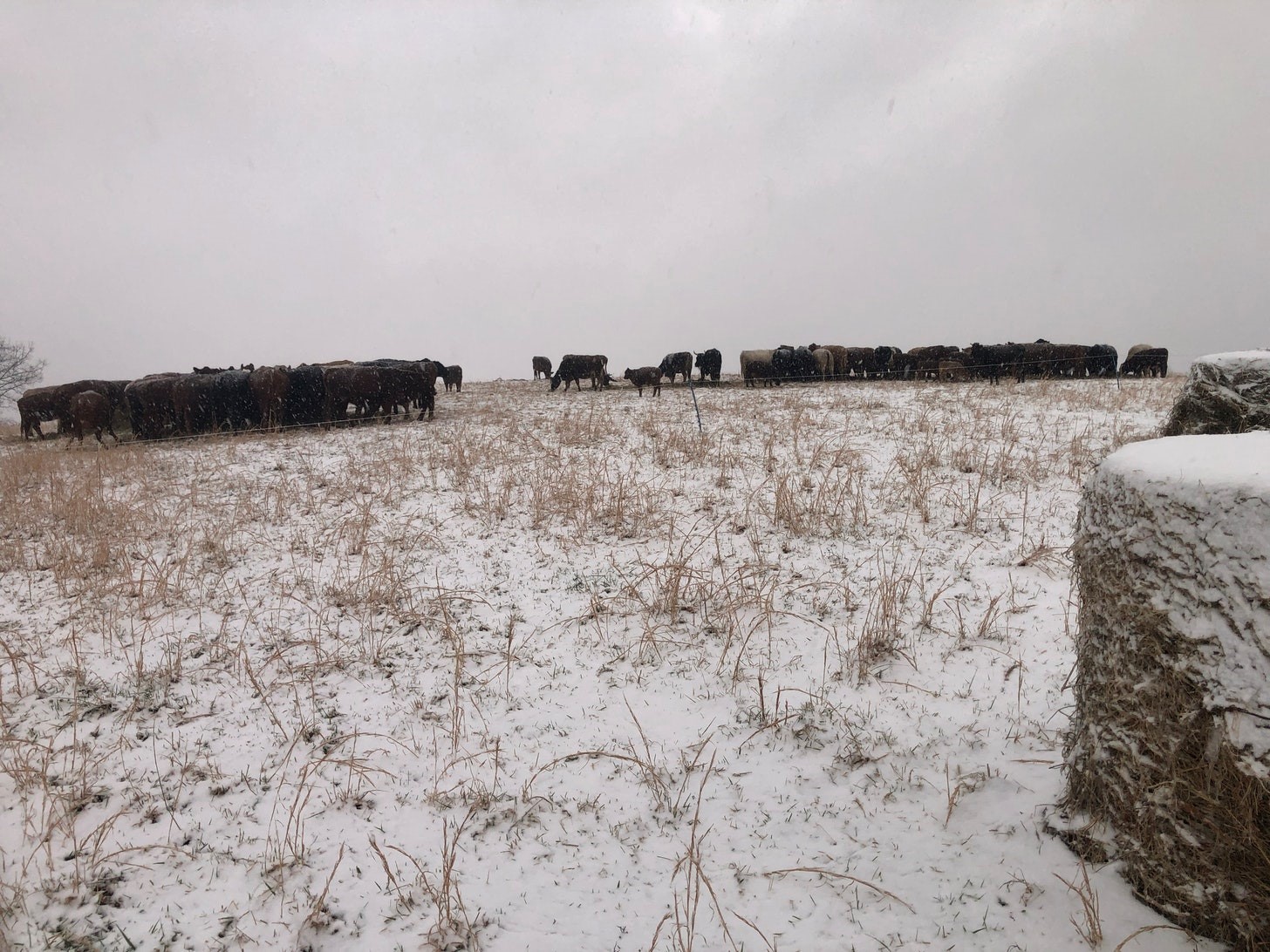 Timely Tips – February 2022 Winter Grazing, Mud, and Seeding