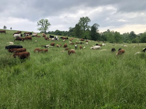 July Timely Tips Preparing your pastures for winter, in July