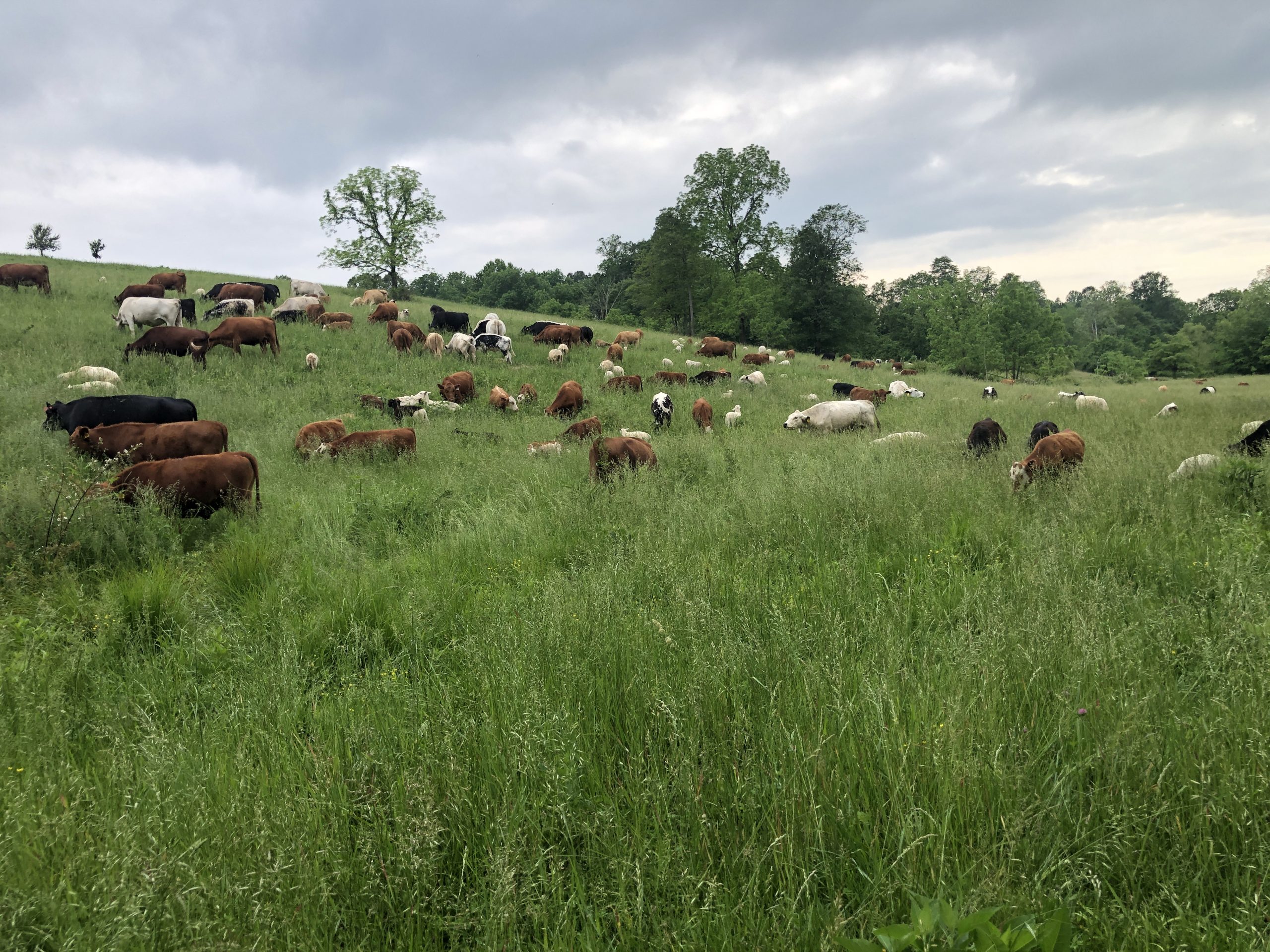July Timely Tips Preparing your pastures for winter, in July