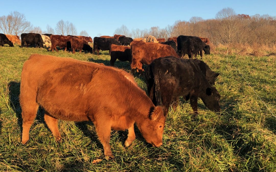 Winter Hay Feeding and Seeding