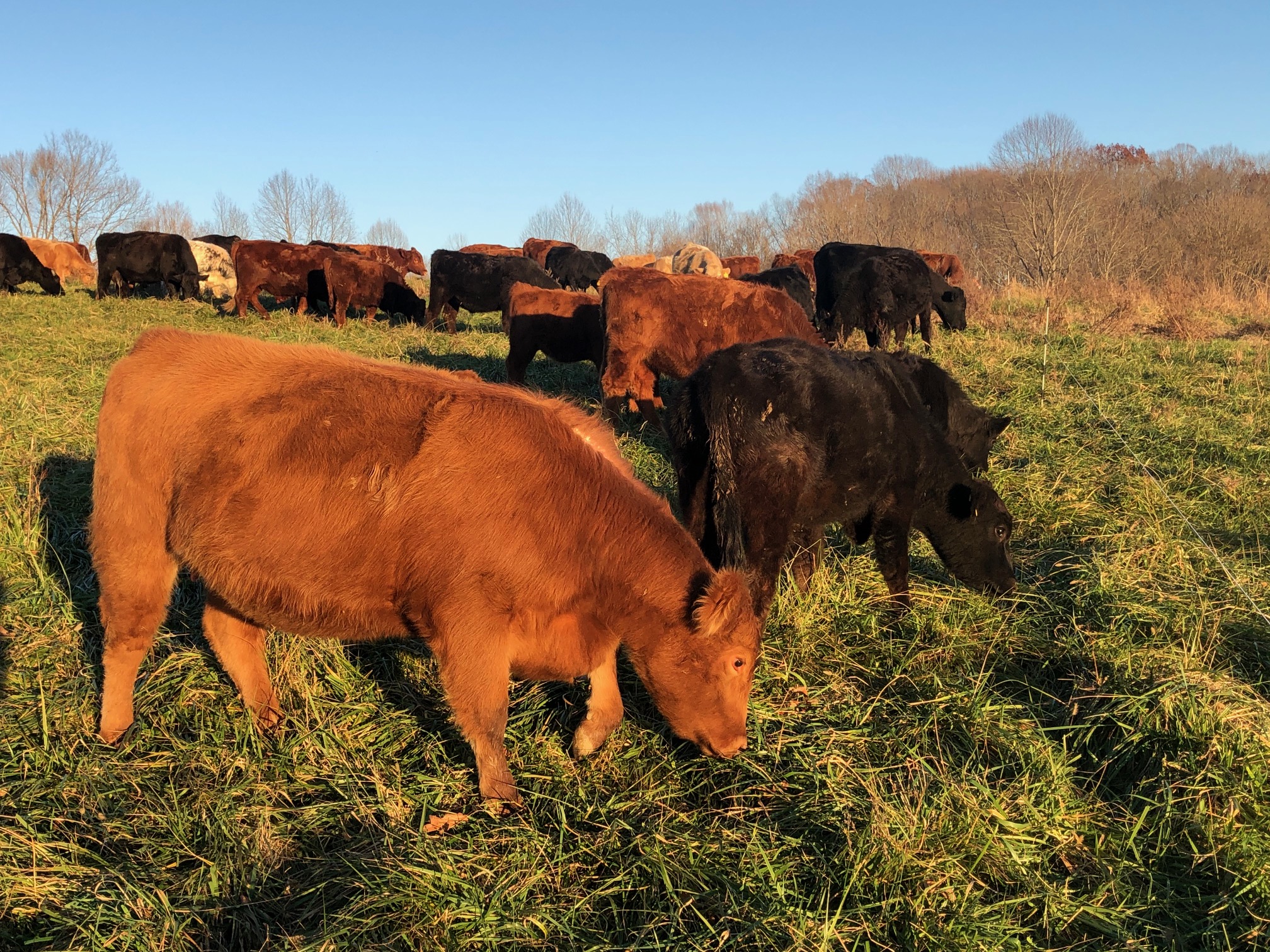 Winter Hay Feeding and Seeding