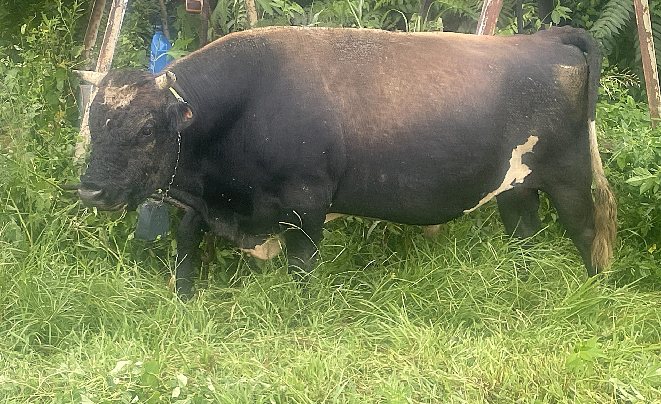 dairy bull 2
