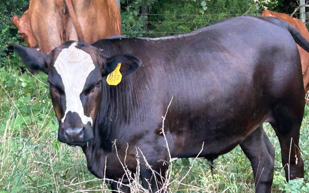 Grazing Newsletter, September Pasture Walk – October 15, 9 am to 3 pm