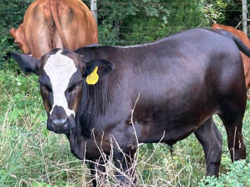 Grazing Newsletter, September Pasture Walk – October 15, 9 am to 3 pm